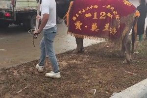 什么？“贾 莫兰特”以20W年薪加入贵州斗牛士，并夺冠？
